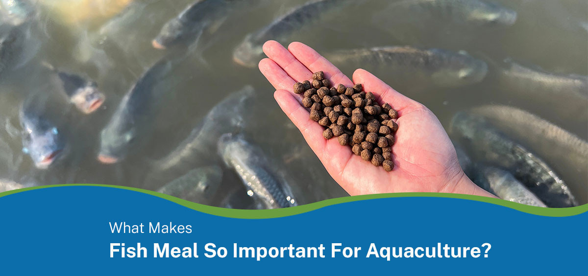 What makes fish meal so important for aquaculture?