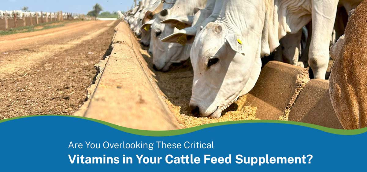 Are You Overlooking These Critical Vitamins in Your Cattle Feed Supplement?